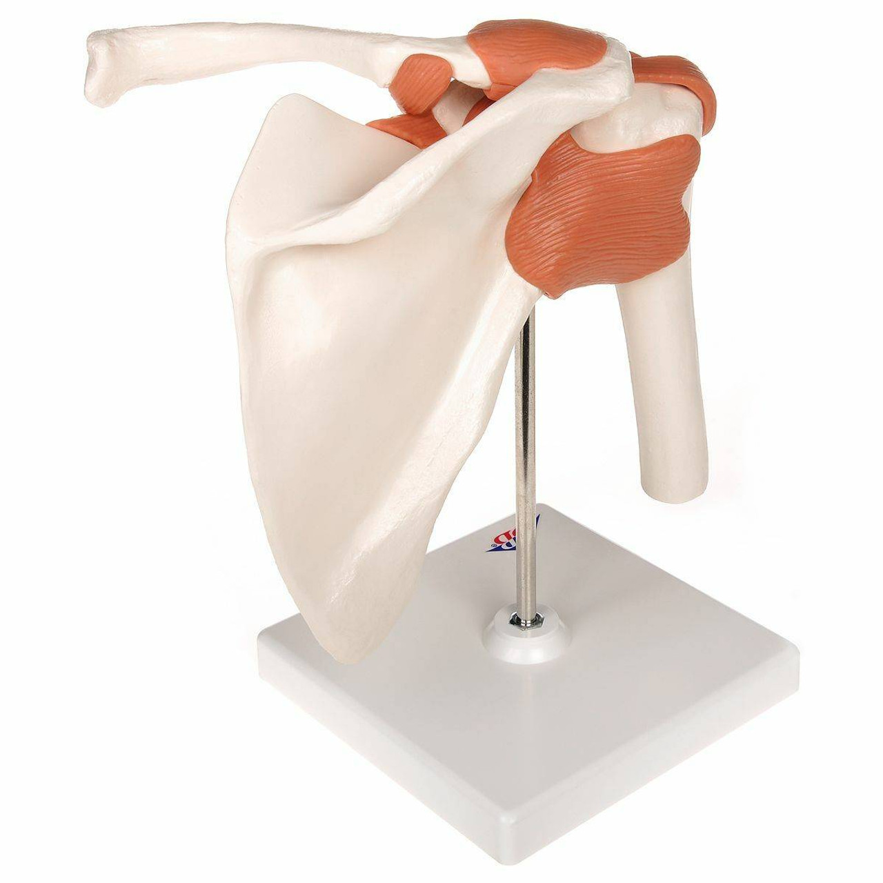 Functional Shoulder Joint Anatomy Model