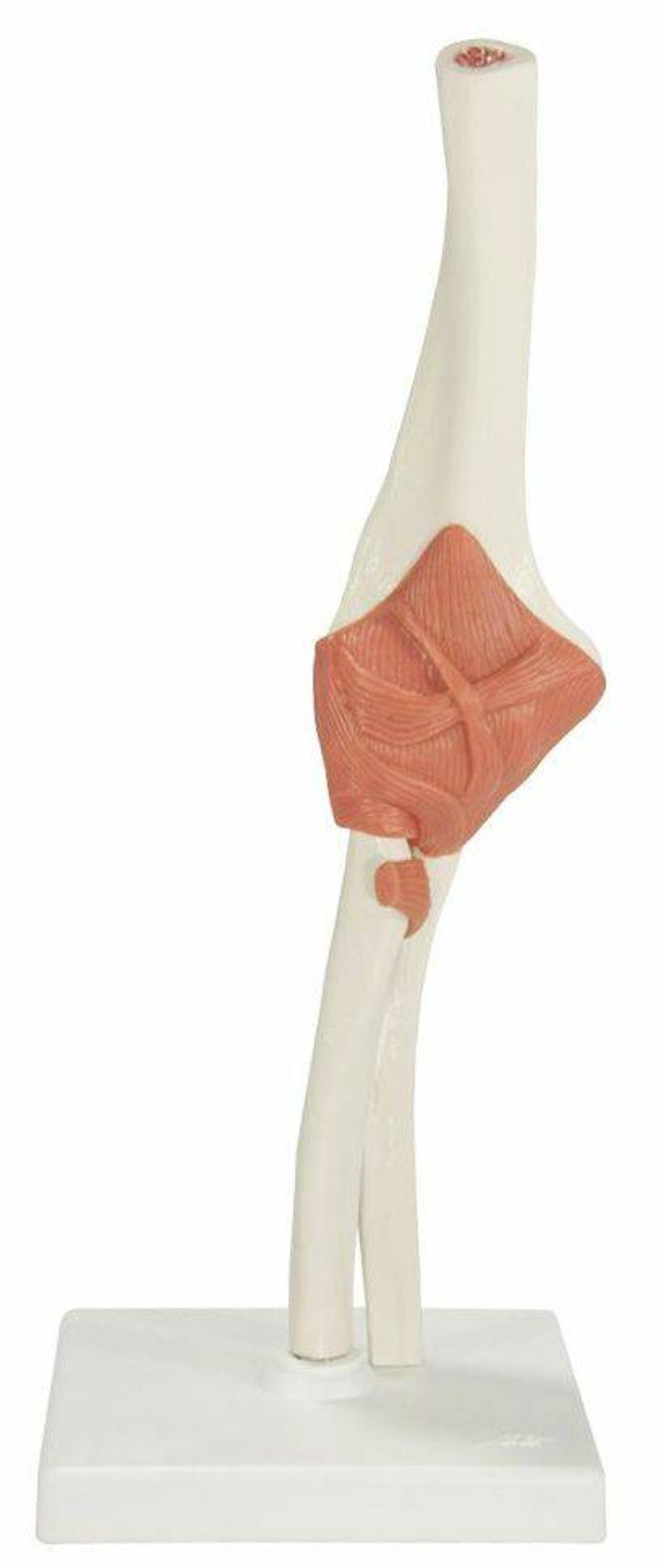 Deluxe Functional Elbow Joint Anatomy Model