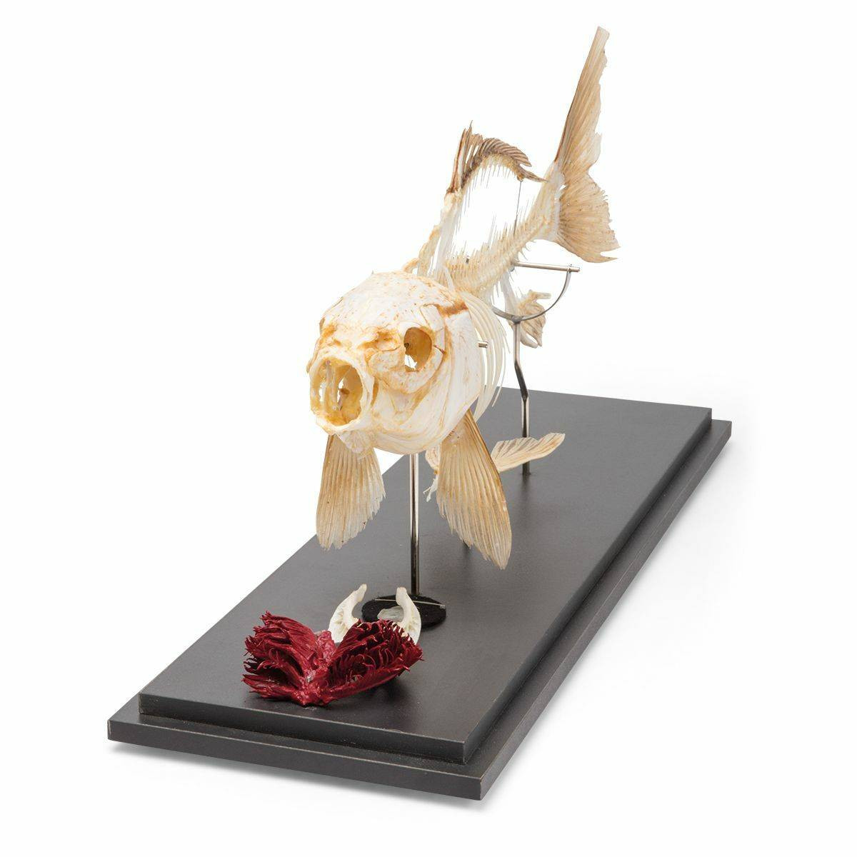 Carp Skeleton Natural Specimen Anatomy Model, Articulated