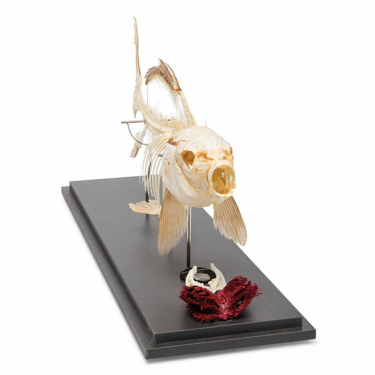 Carp Skeleton Natural Specimen Anatomy Model, Articulated
