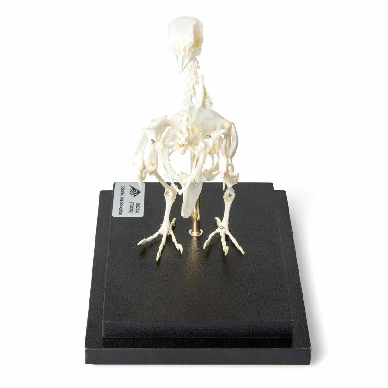Pigeon Skeleton Natural Specimen Anatomy Model, Articulated on Base