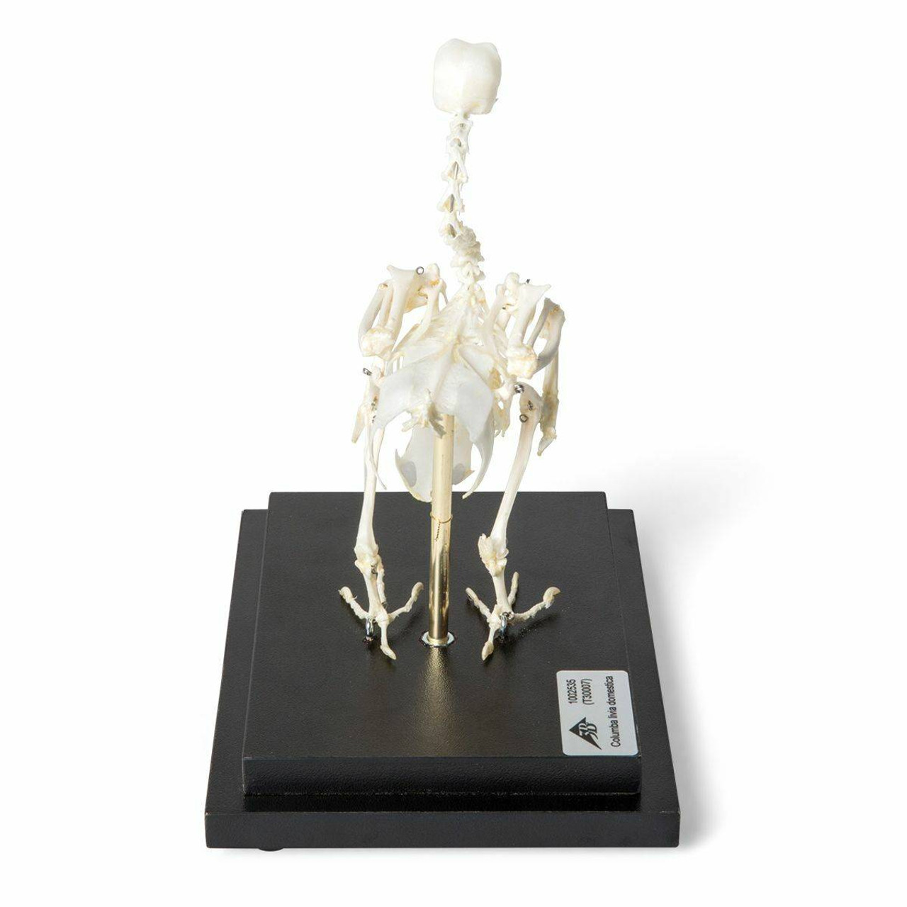Pigeon Skeleton Natural Specimen Anatomy Model, Articulated on Base
