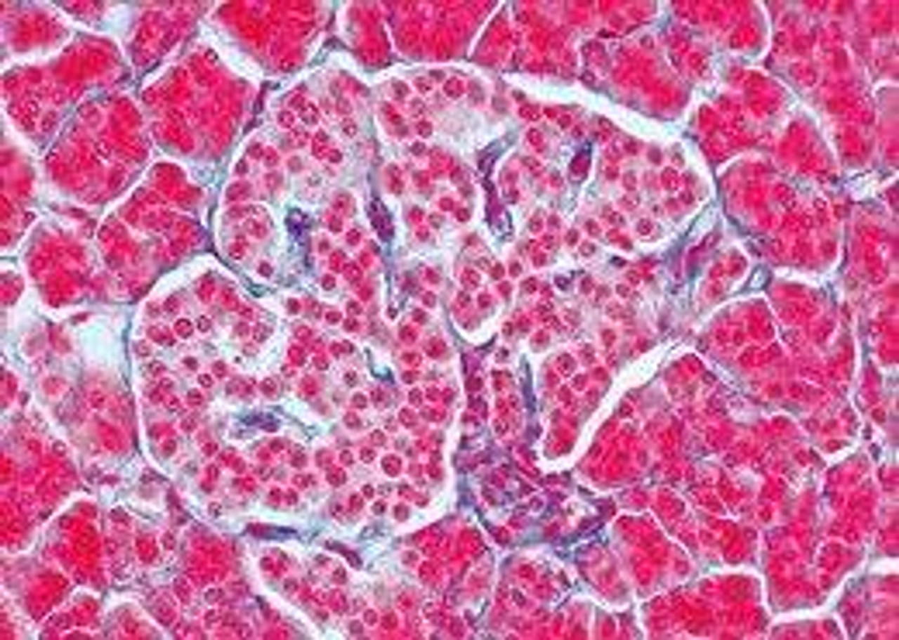 Endocrine System - English Microscope Slides