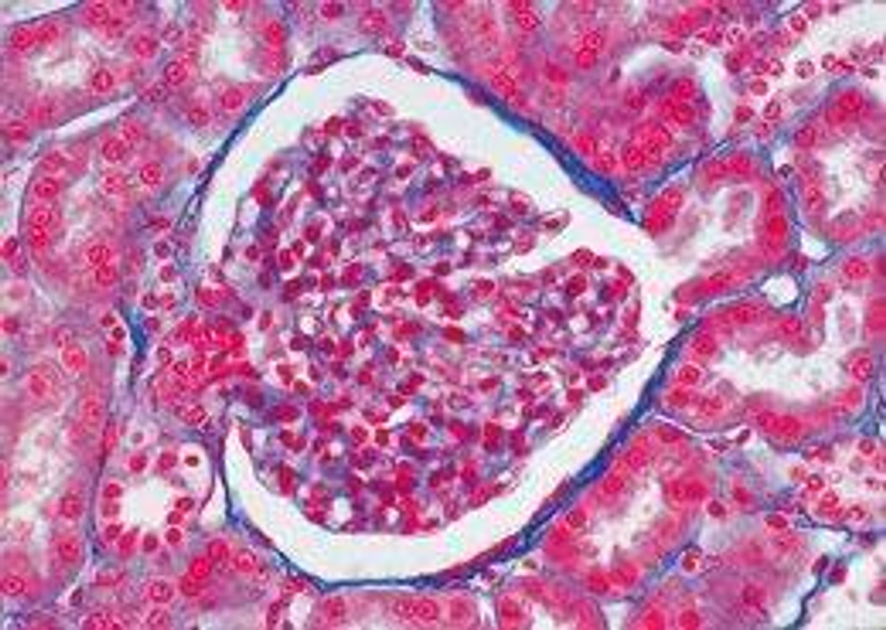 Urinary System - English Microscope Slides