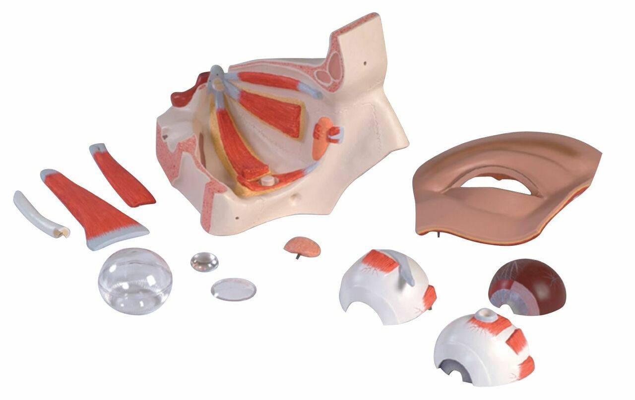 Giant Eye Anatomy Model 11 Parts