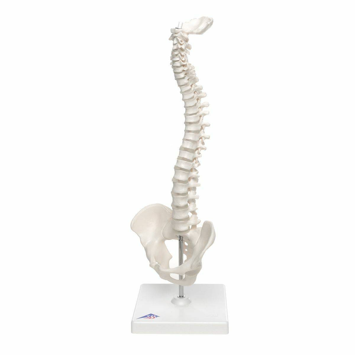 Mini Flexible Vertebral Column Anatomy Model Mounted On Base