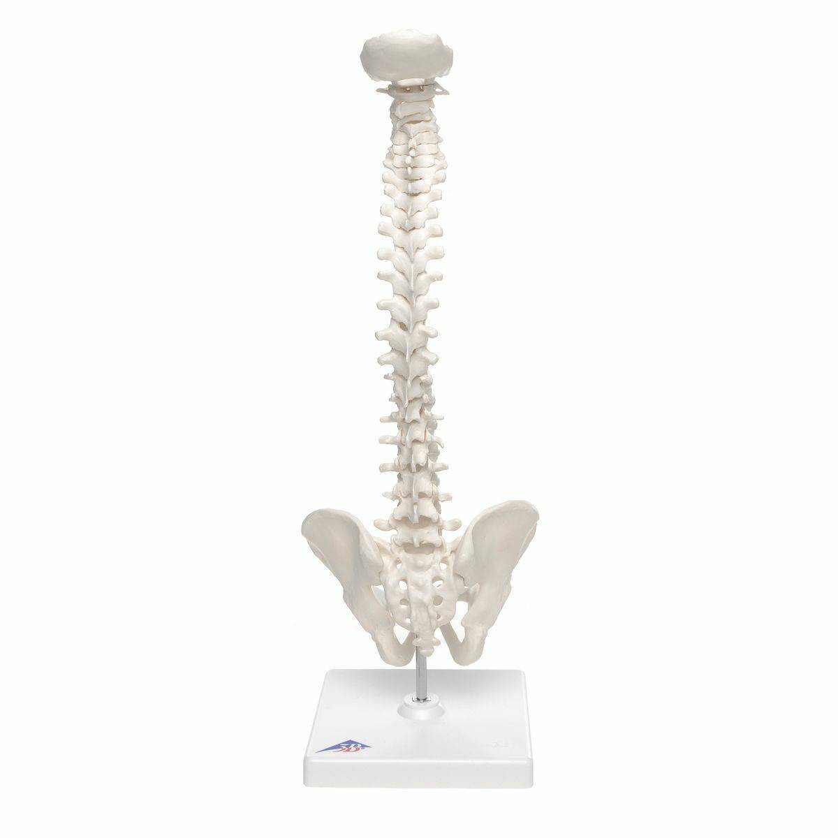 Mini Flexible Vertebral Column Anatomy Model Mounted On Base