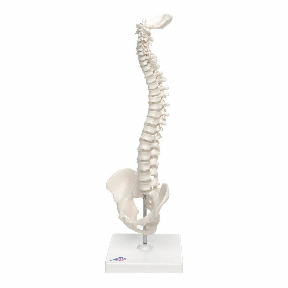 Mini Flexible Vertebral Column Anatomy Model Mounted On Base