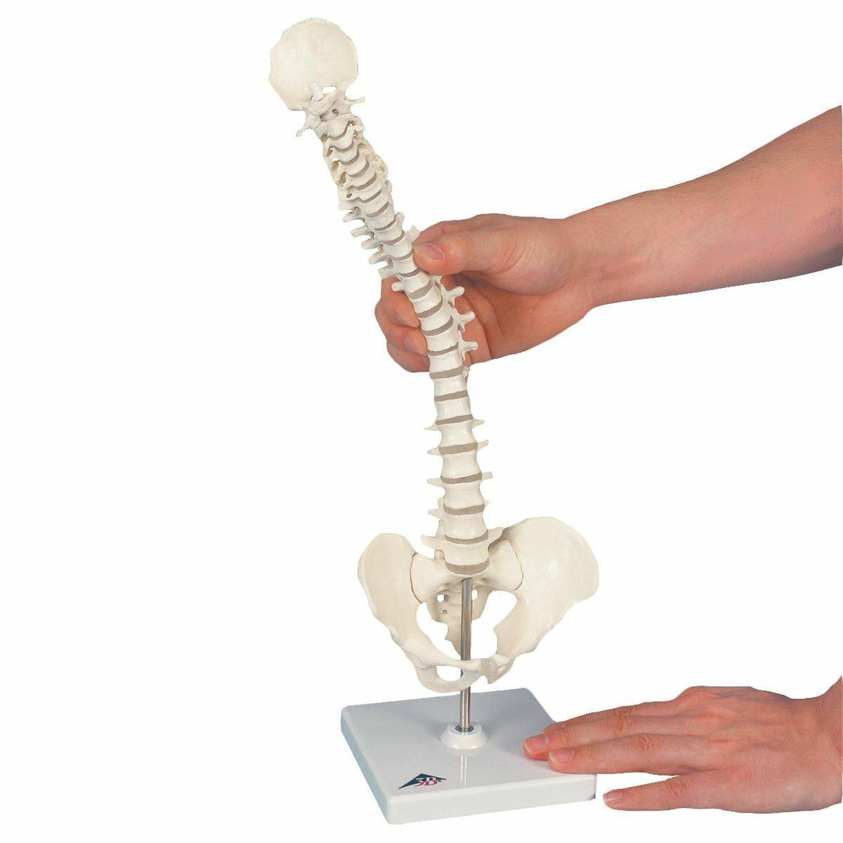 Mini Flexible Vertebral Column Anatomy Model Mounted On Base