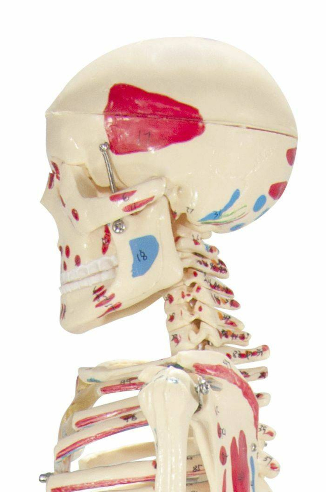 Painted Mr Thrifty Skeleton Anatomy Model