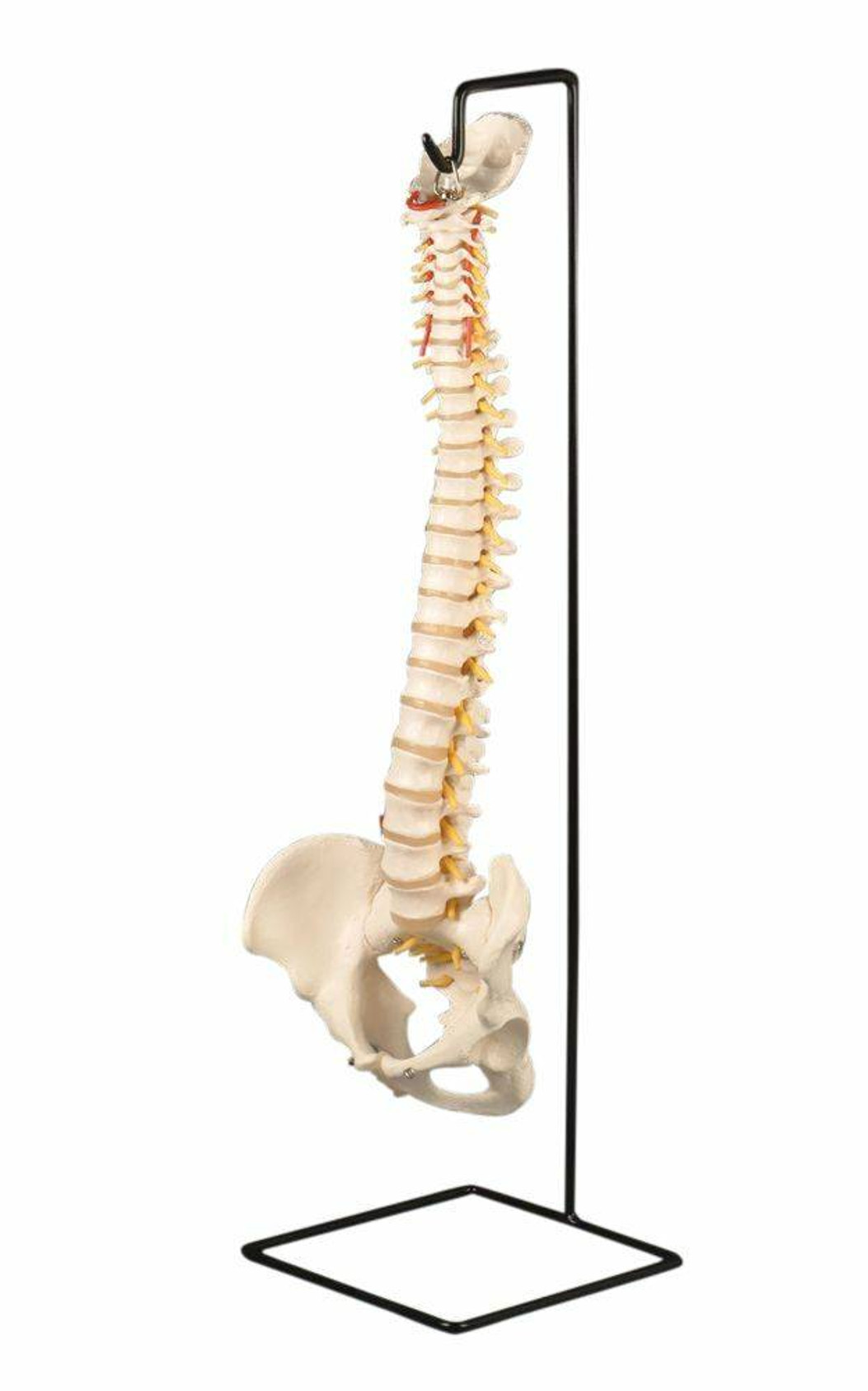 Spine Stand