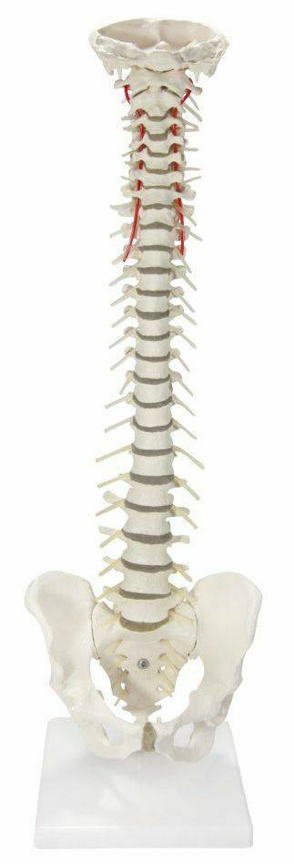 Flexible Soft Disc Vertebral Column Anatomy Model With Stand