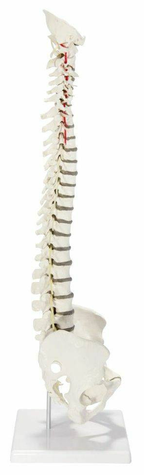 Flexible Soft Disc Vertebral Column Anatomy Model With Stand