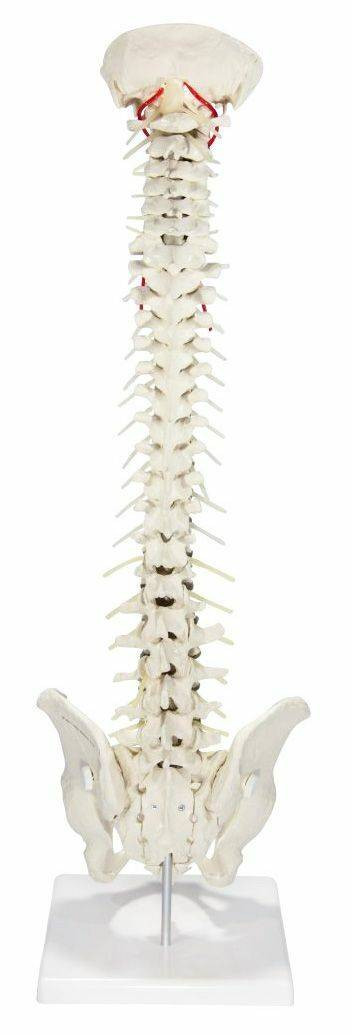 Flexible Soft Disc Vertebral Column Anatomy Model With Stand