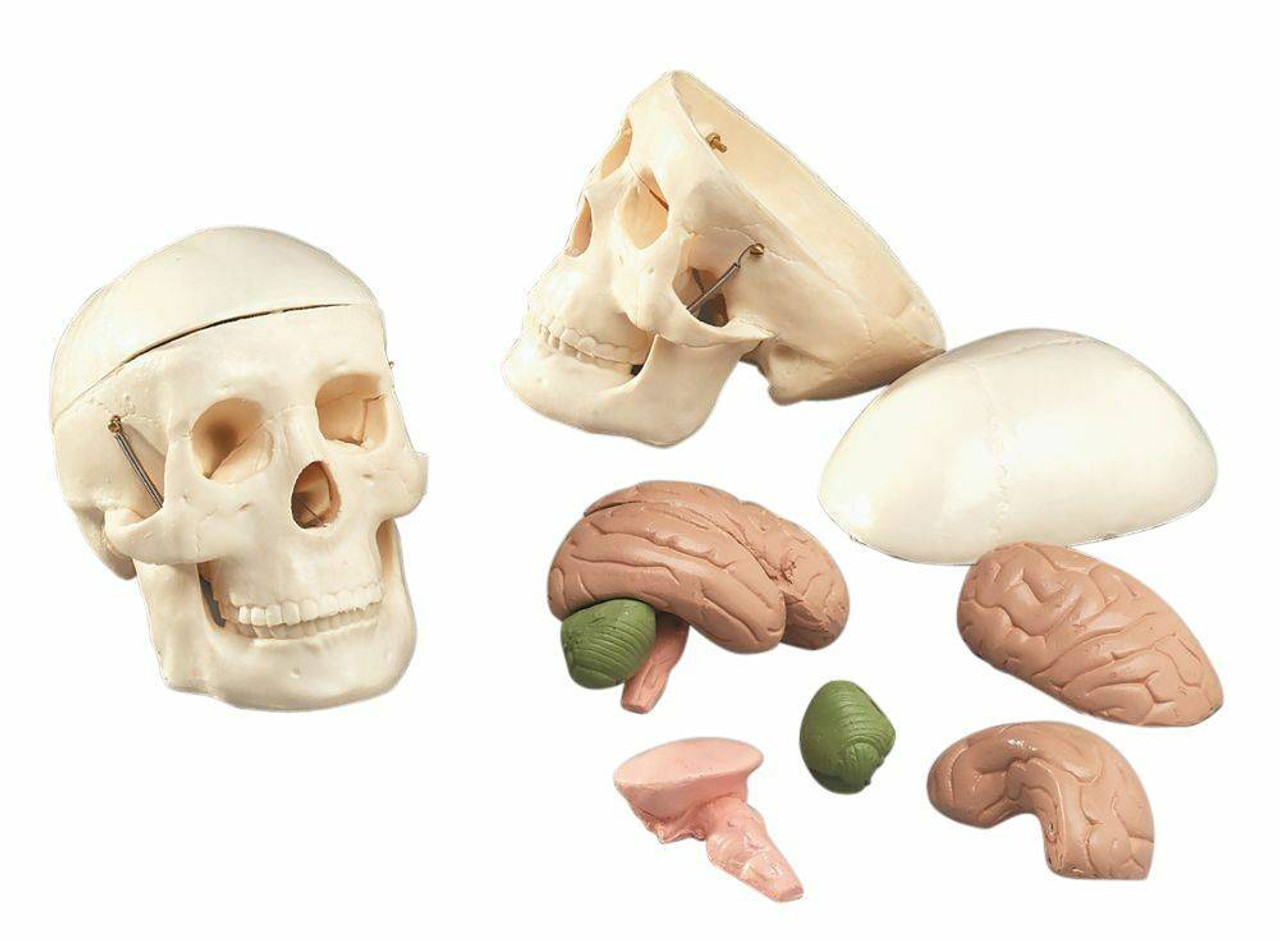 Mr Thrifty Skull With 8 Parts Brain Anatomy Model
