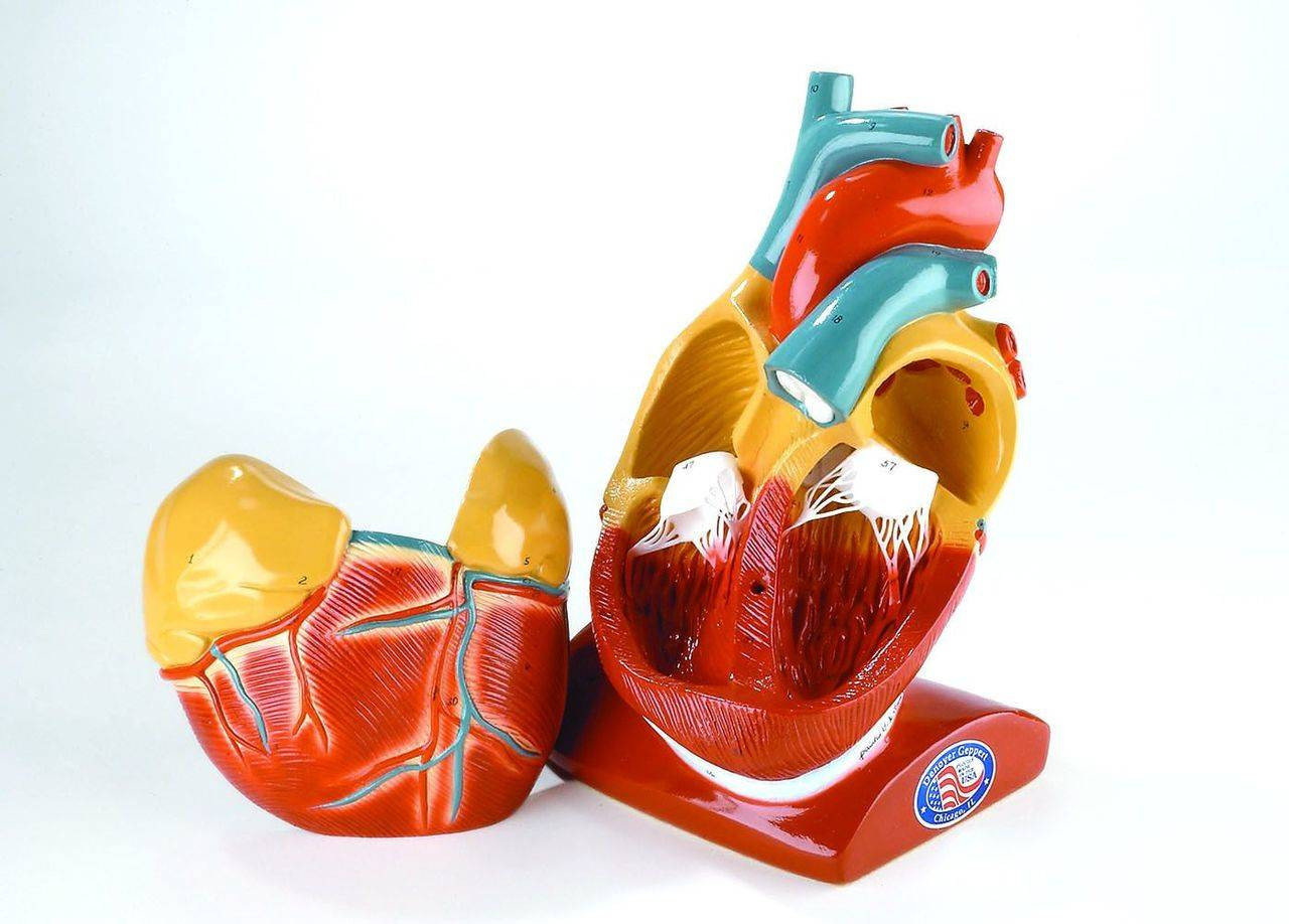 Giant Heart Anatomy Model With Pericardium and Diaphragm