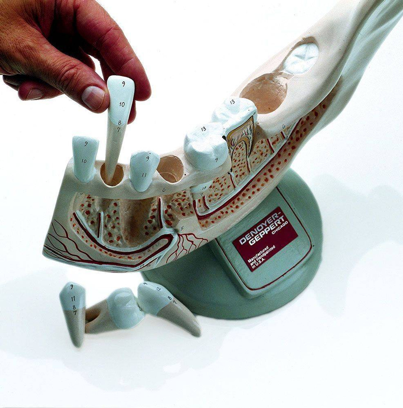 Lower Jaw Anatomy Model Of Preadolescent With Removable Teeth