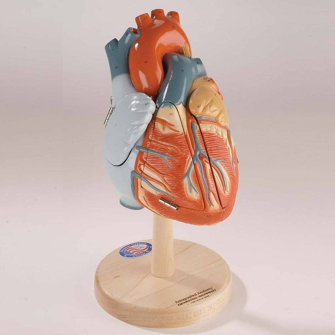 Giant Heart Of America Anatomy Model