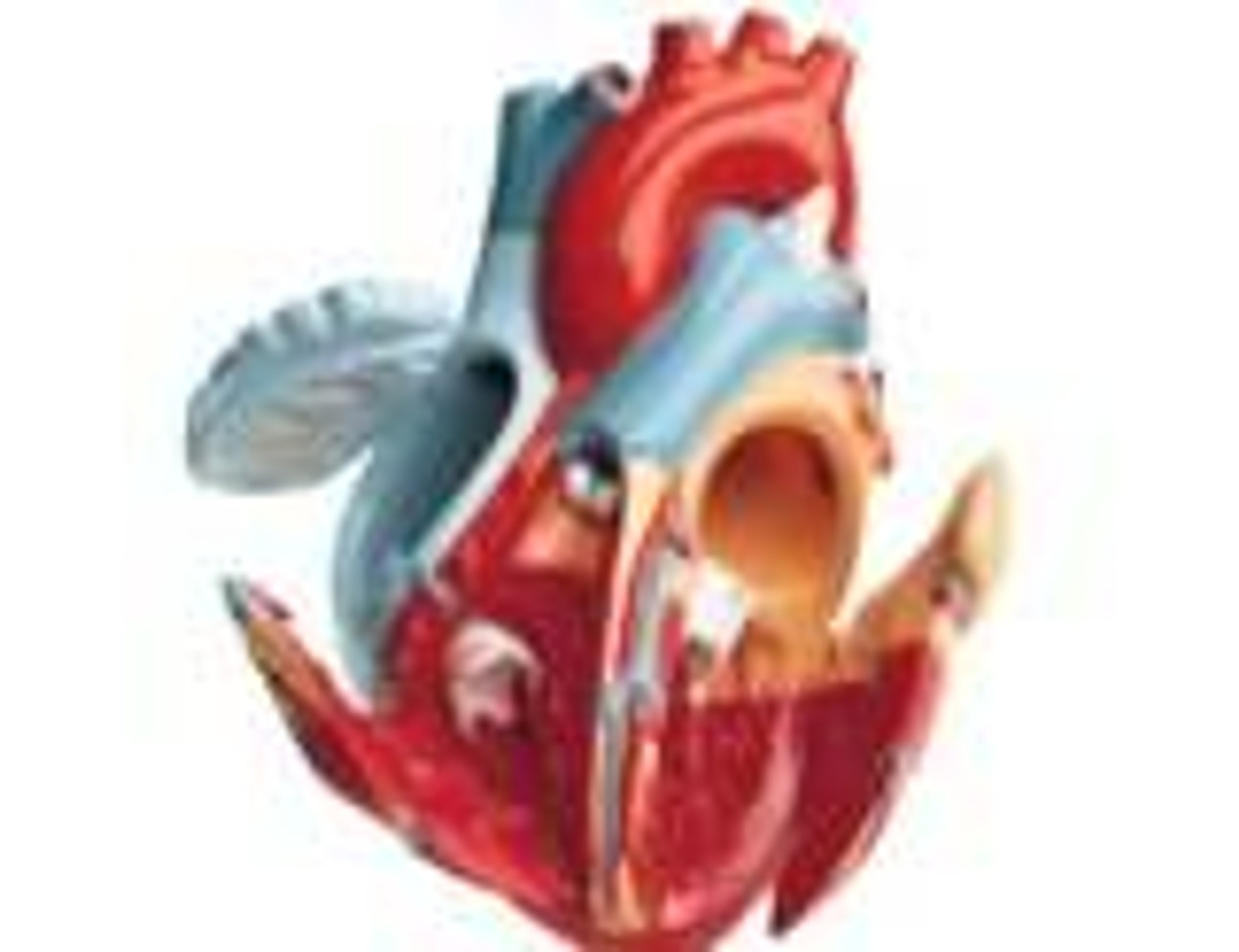 Giant Heart Of America Anatomy Model