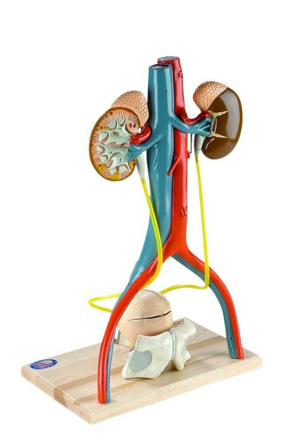 Free Standing Urinary System Anatomy Model