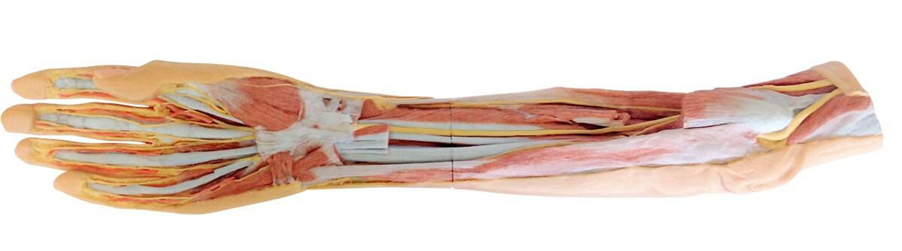 3D Printed Deep Dissection and Superficial - Forearm and Hand