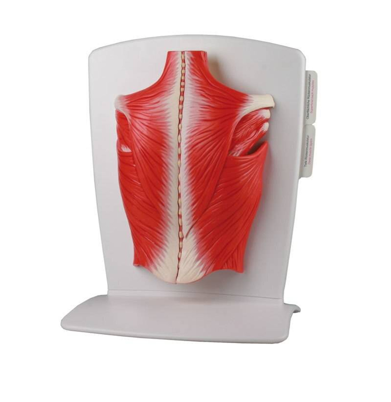 4-Part Back Muscle Model