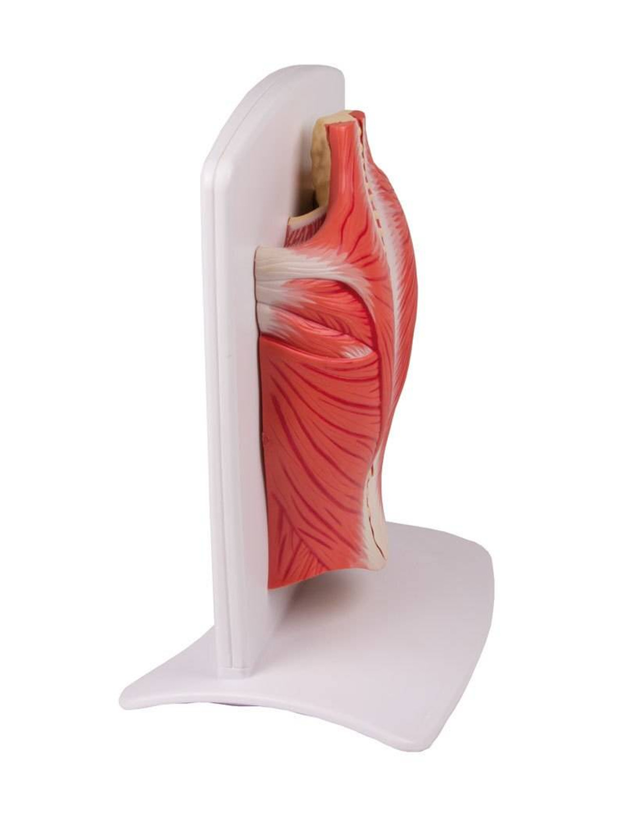 4-Part Back Muscle Model