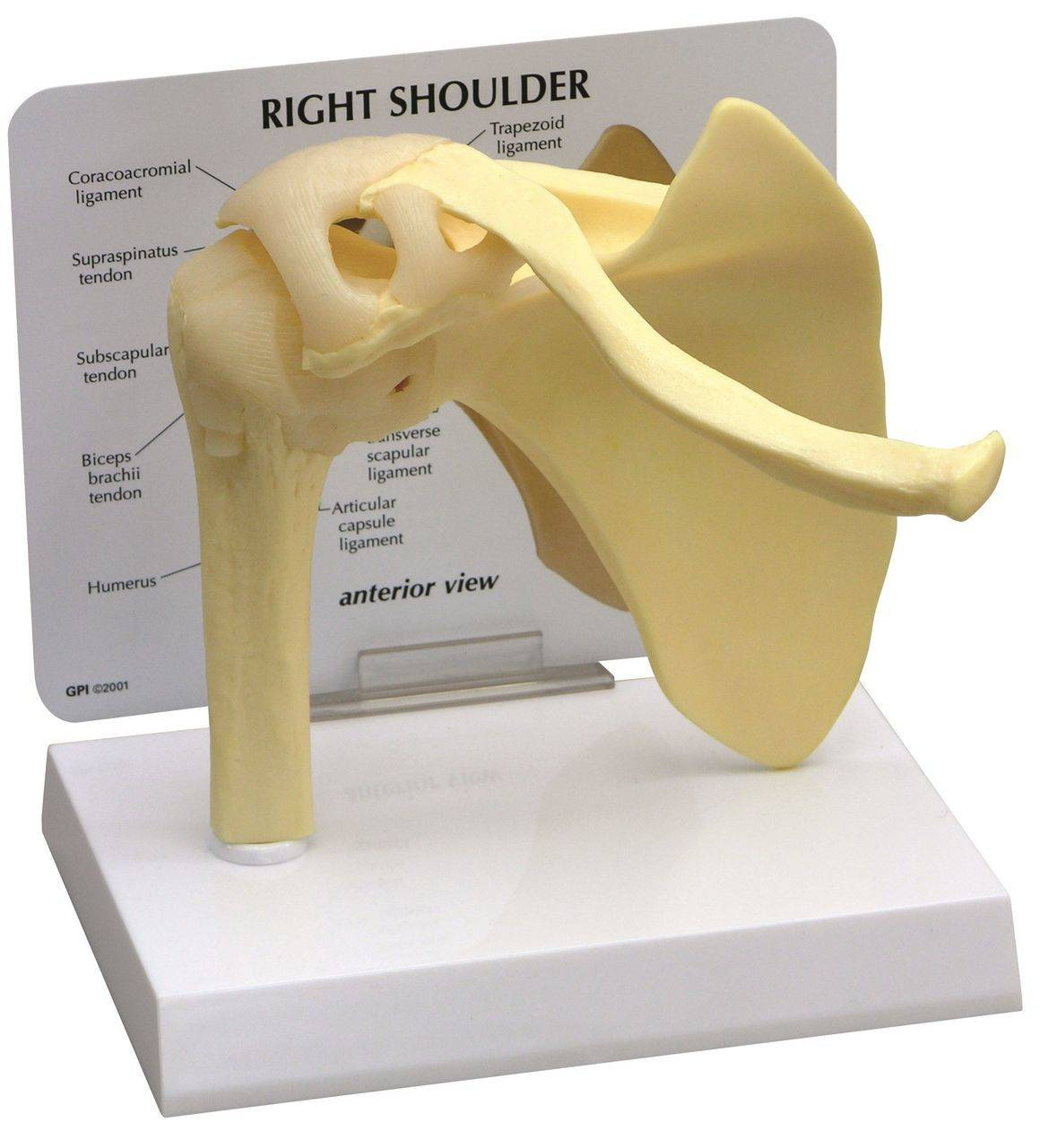 Basic Shoulder Joint Anatomy Model
