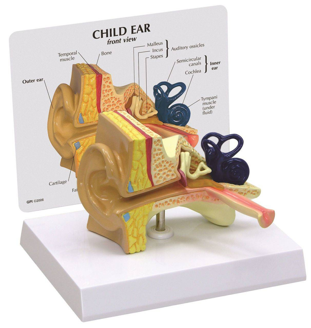 Child Ear Anatomy Model
