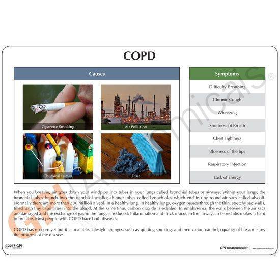 COPD Model with Bronchus and Alveoli