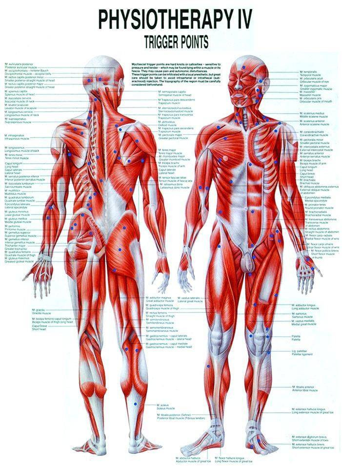 Trigger Points Laminated Chart