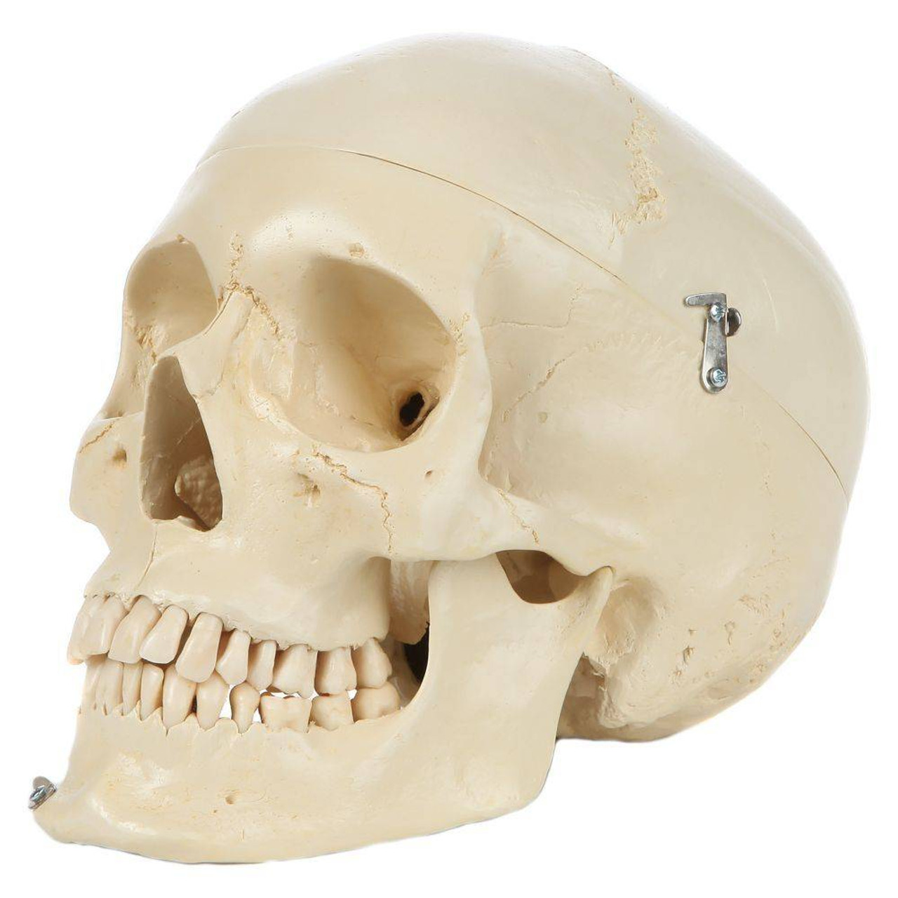 Rudiger Anatomie Premium Structured 4-Part Human Skull