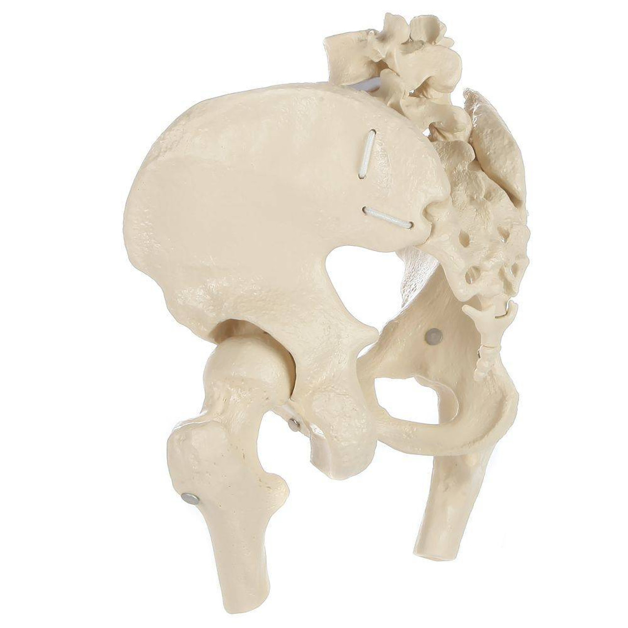 Rudiger Anatomie Premium Flexible Female Pelvis with Femur Heads