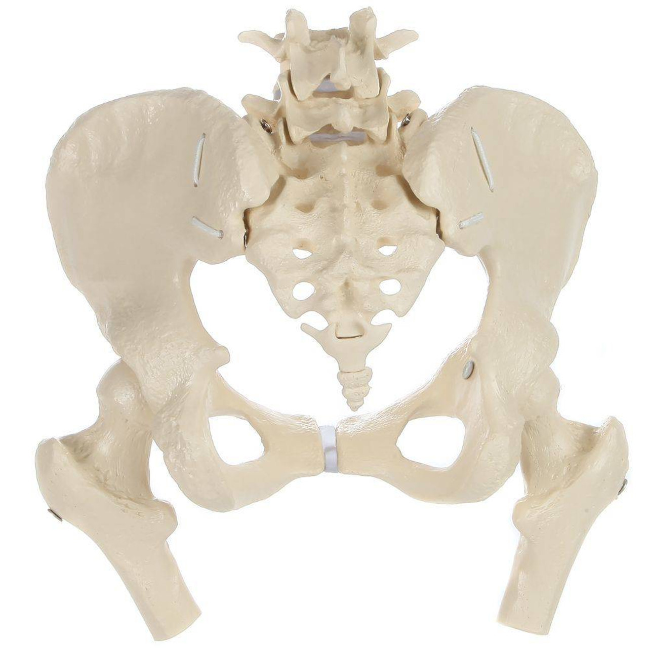 Rudiger Anatomie Premium Flexible Female Pelvis with Femur Heads