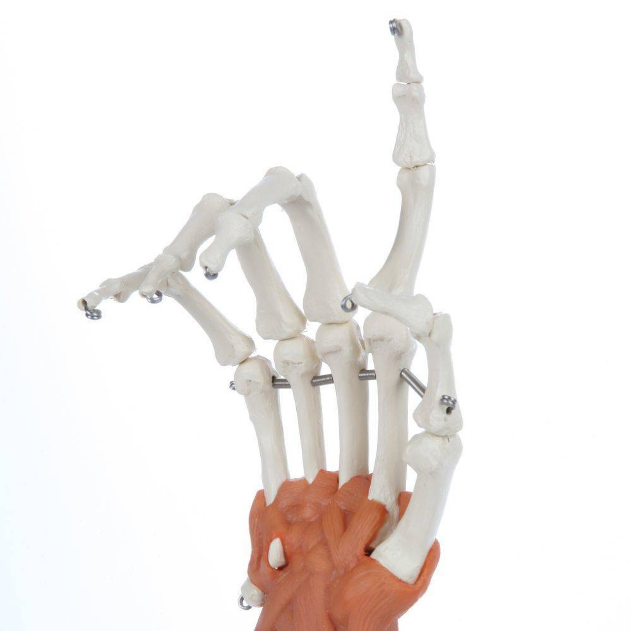 Rudiger Anatomie Premium Hand Skeleton with Ligaments