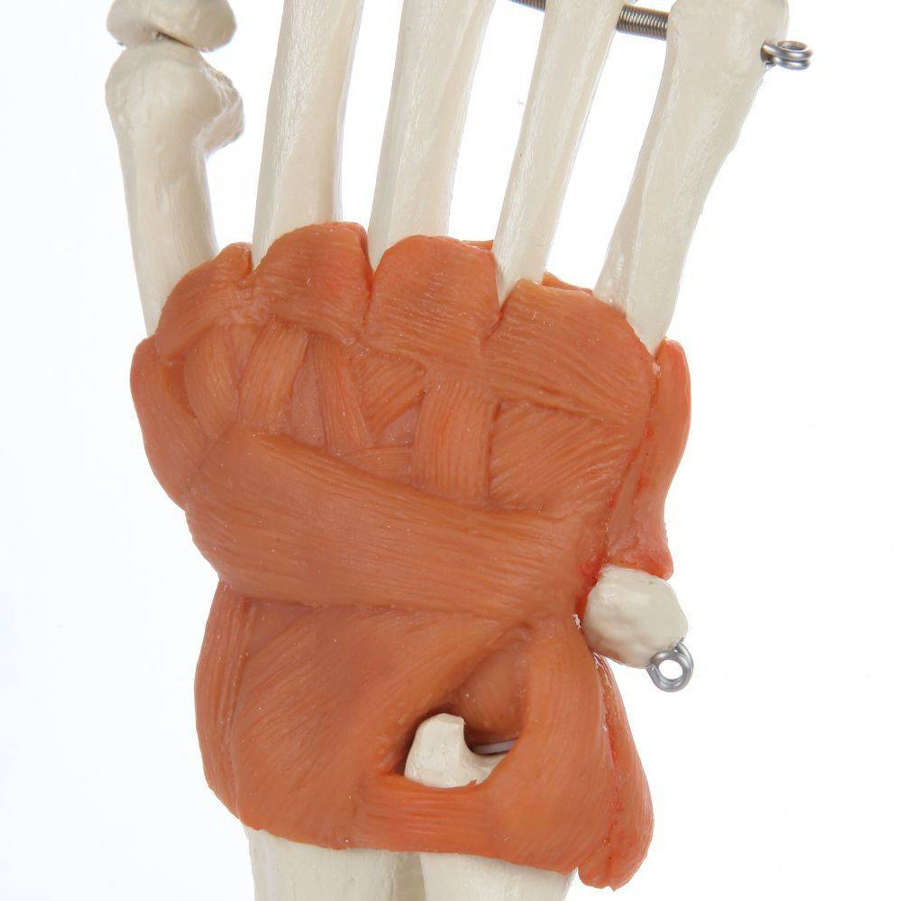 Rudiger Anatomie Premium Hand Skeleton with Ligaments
