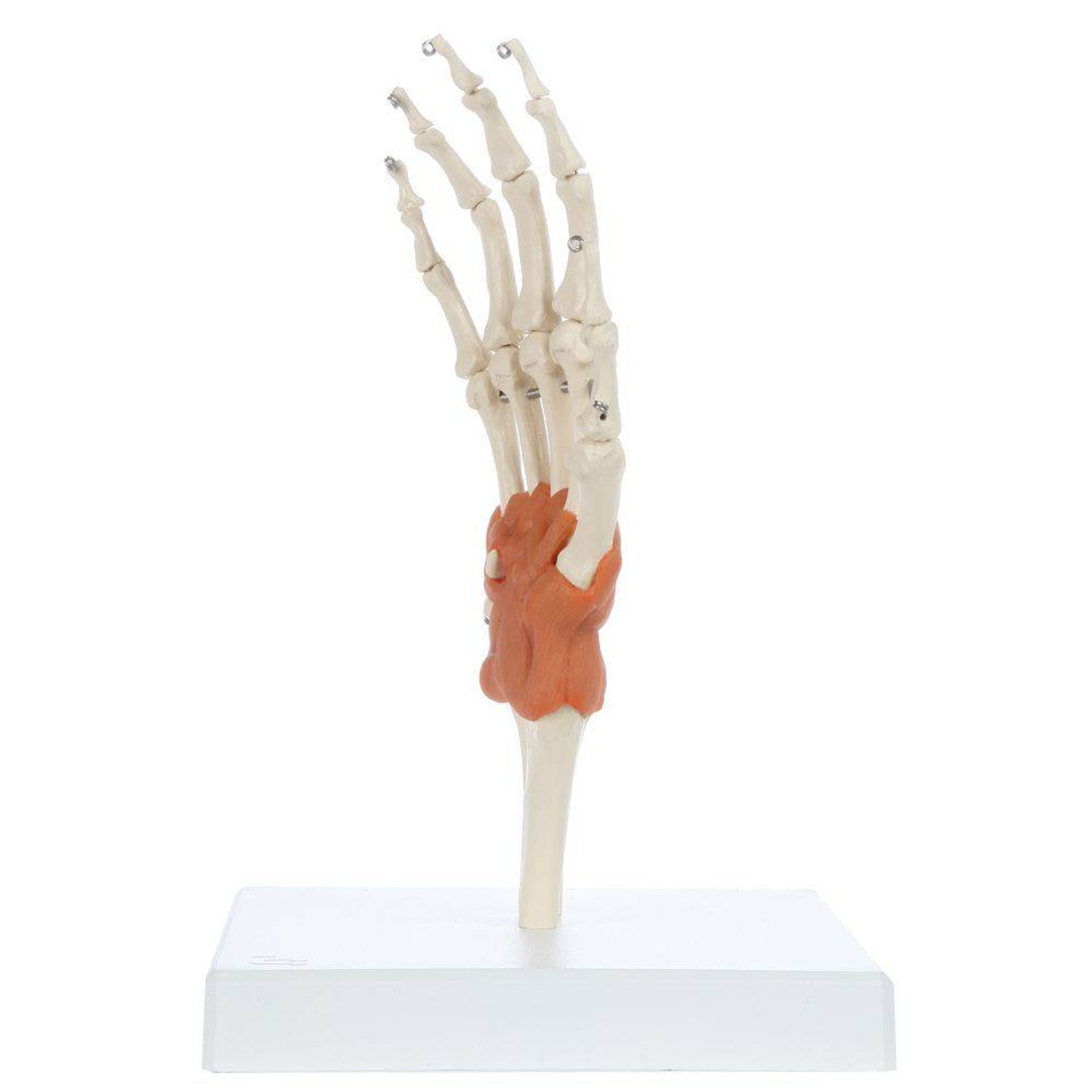 Rudiger Anatomie Premium Hand Skeleton with Ligaments