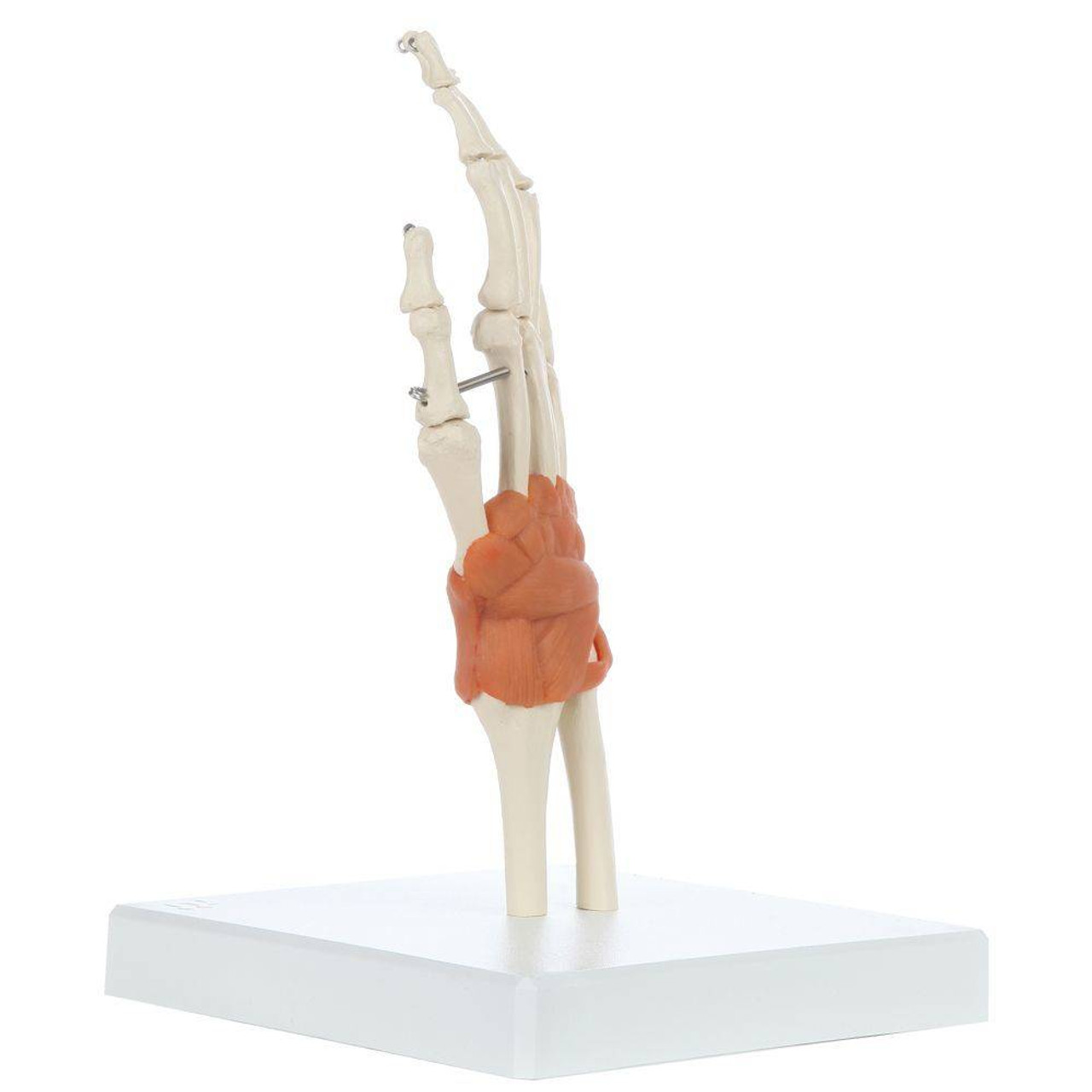 Rudiger Anatomie Premium Hand Skeleton with Ligaments