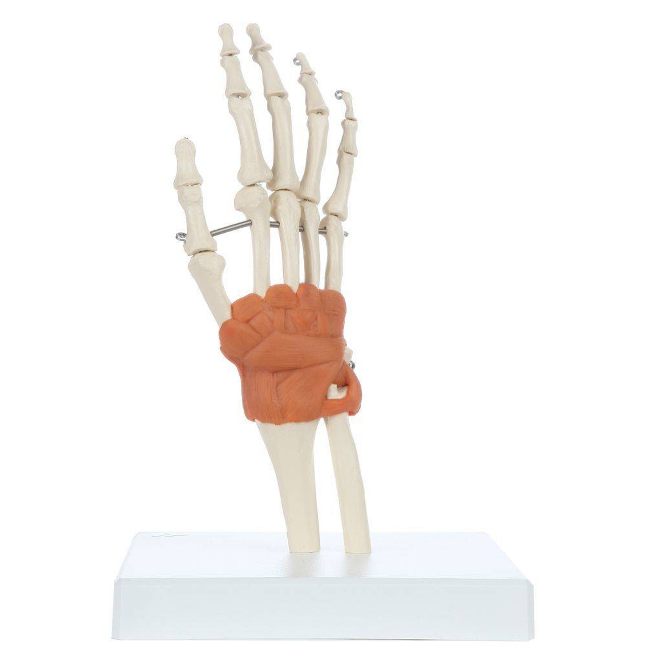 Rudiger Anatomie Premium Hand Skeleton with Ligaments