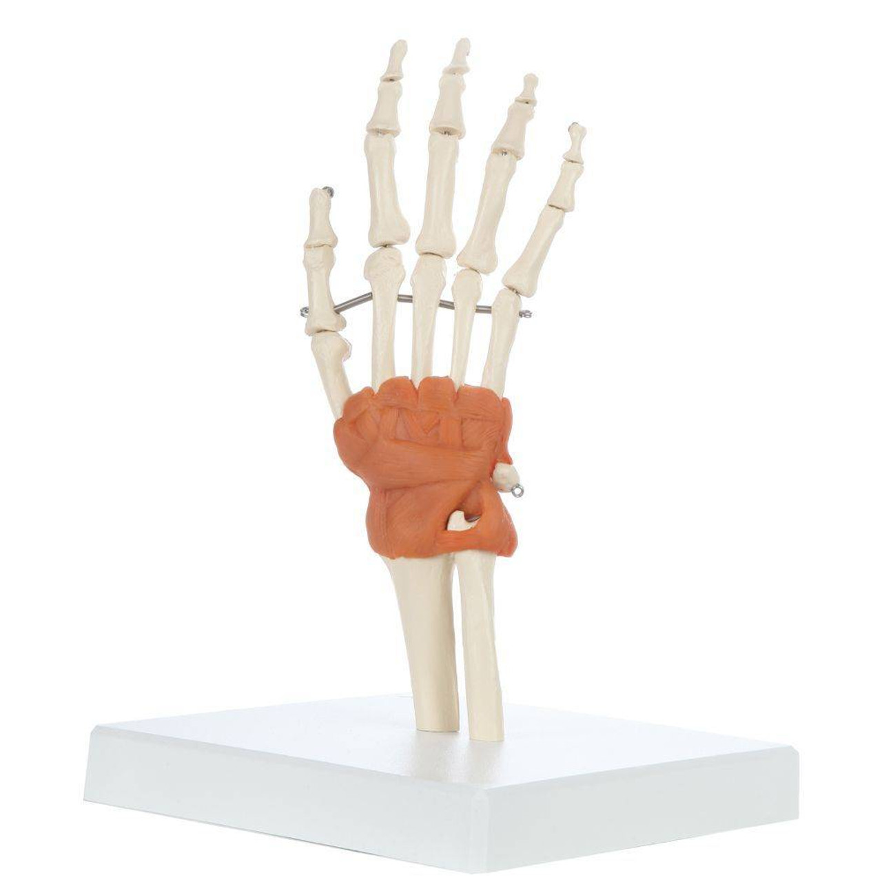 Rudiger Anatomie Premium Hand Skeleton with Ligaments