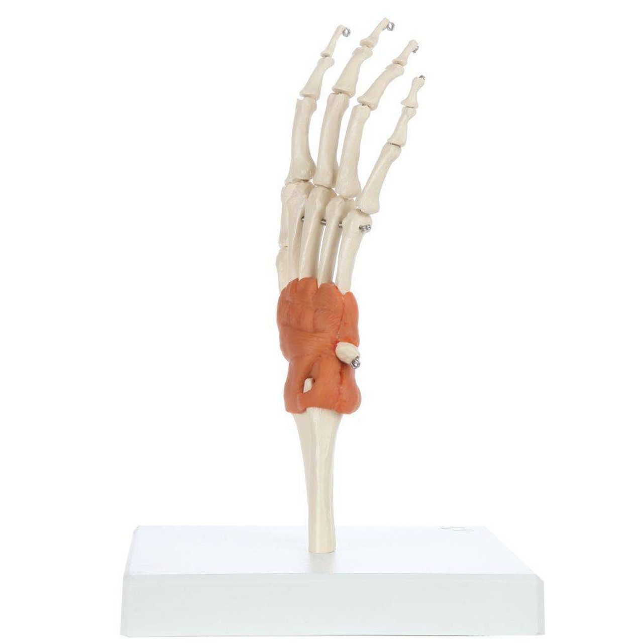Rudiger Anatomie Premium Hand Skeleton with Ligaments