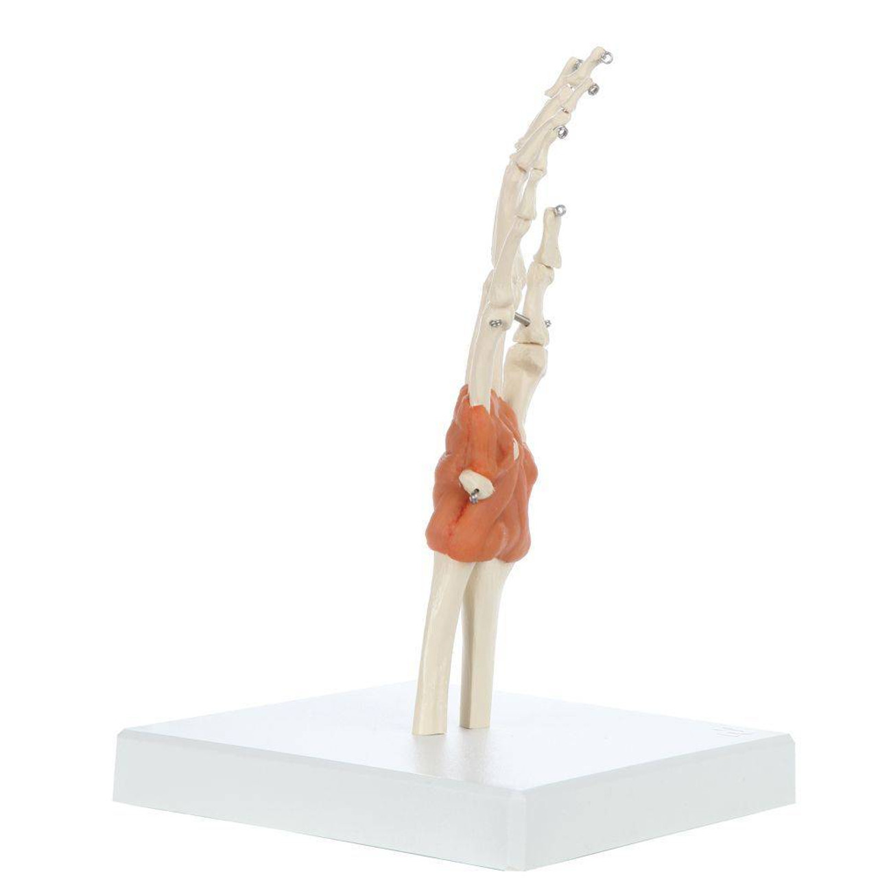 Rudiger Anatomie Premium Hand Skeleton with Ligaments