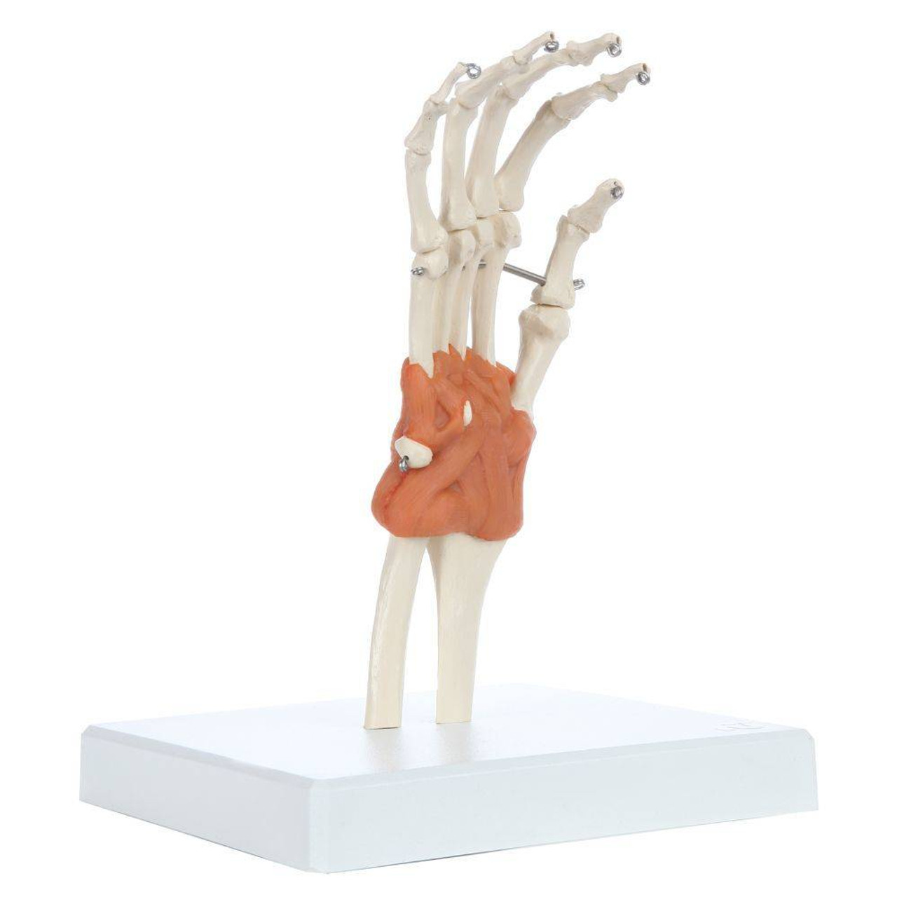 Rudiger Anatomie Premium Hand Skeleton with Ligaments