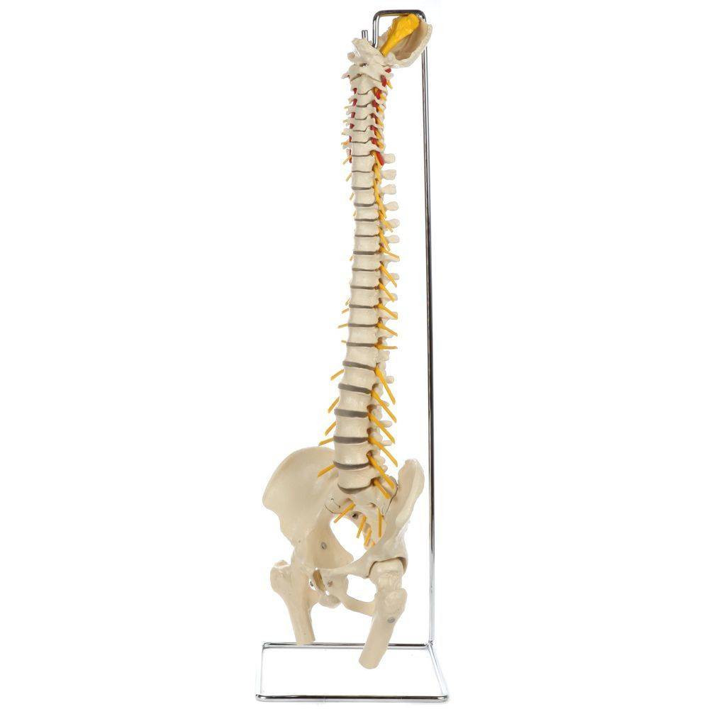 Rudiger Anatomie Premium Ultra Flexible Spine with Soft Discs and Brainstem