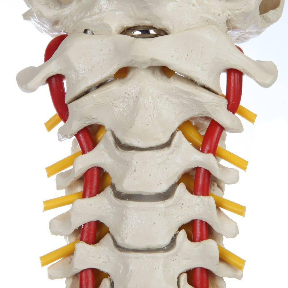 Rudiger Anatomie Premium Ultra Flexible Spine with Soft Discs and Brainstem