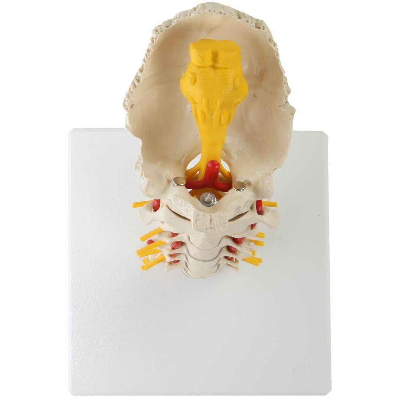Rudiger Anatomie Premium Flexible Cervical Vertebral Column