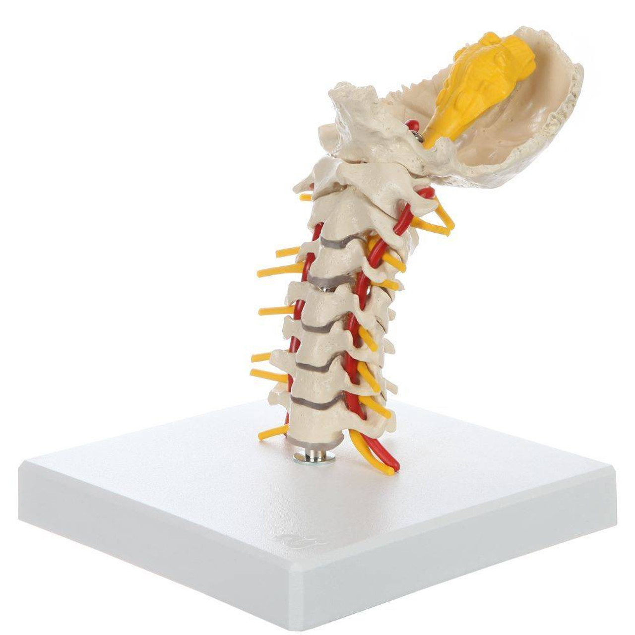 Rudiger Anatomie Premium Flexible Cervical Vertebral Column