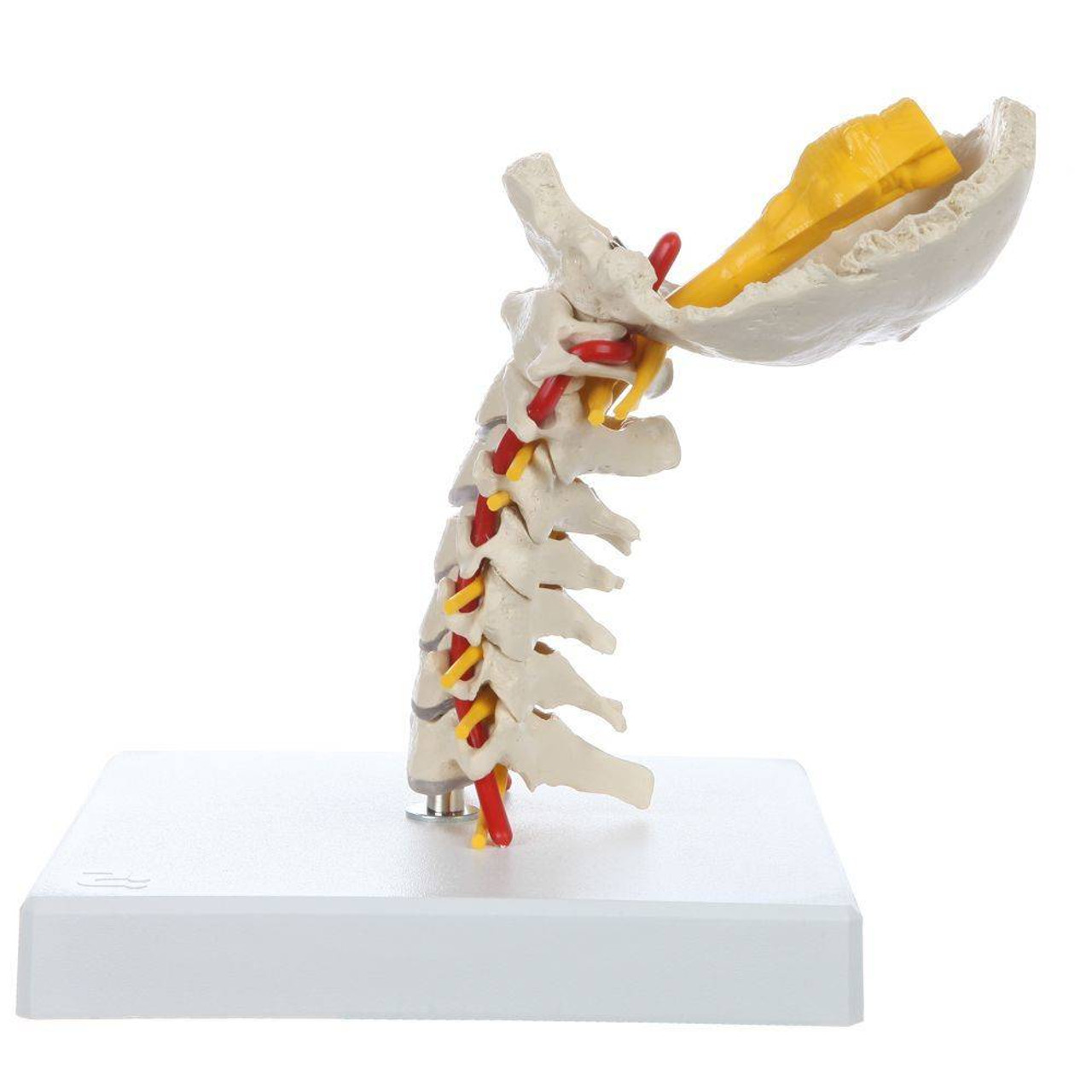 Rudiger Anatomie Premium Flexible Cervical Vertebral Column