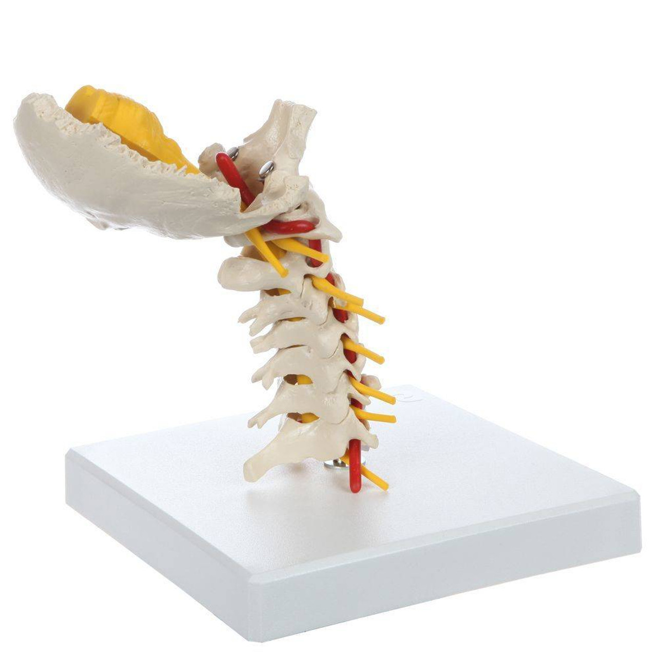 Rudiger Anatomie Premium Flexible Cervical Vertebral Column