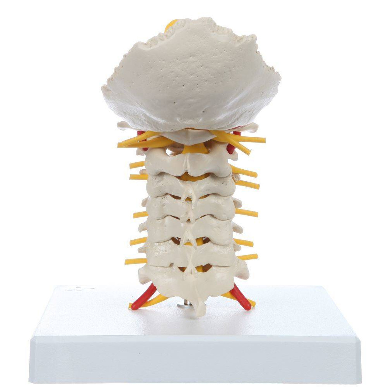 Rudiger Anatomie Premium Flexible Cervical Vertebral Column